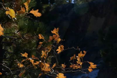 DSC_5105 (Large).JPG